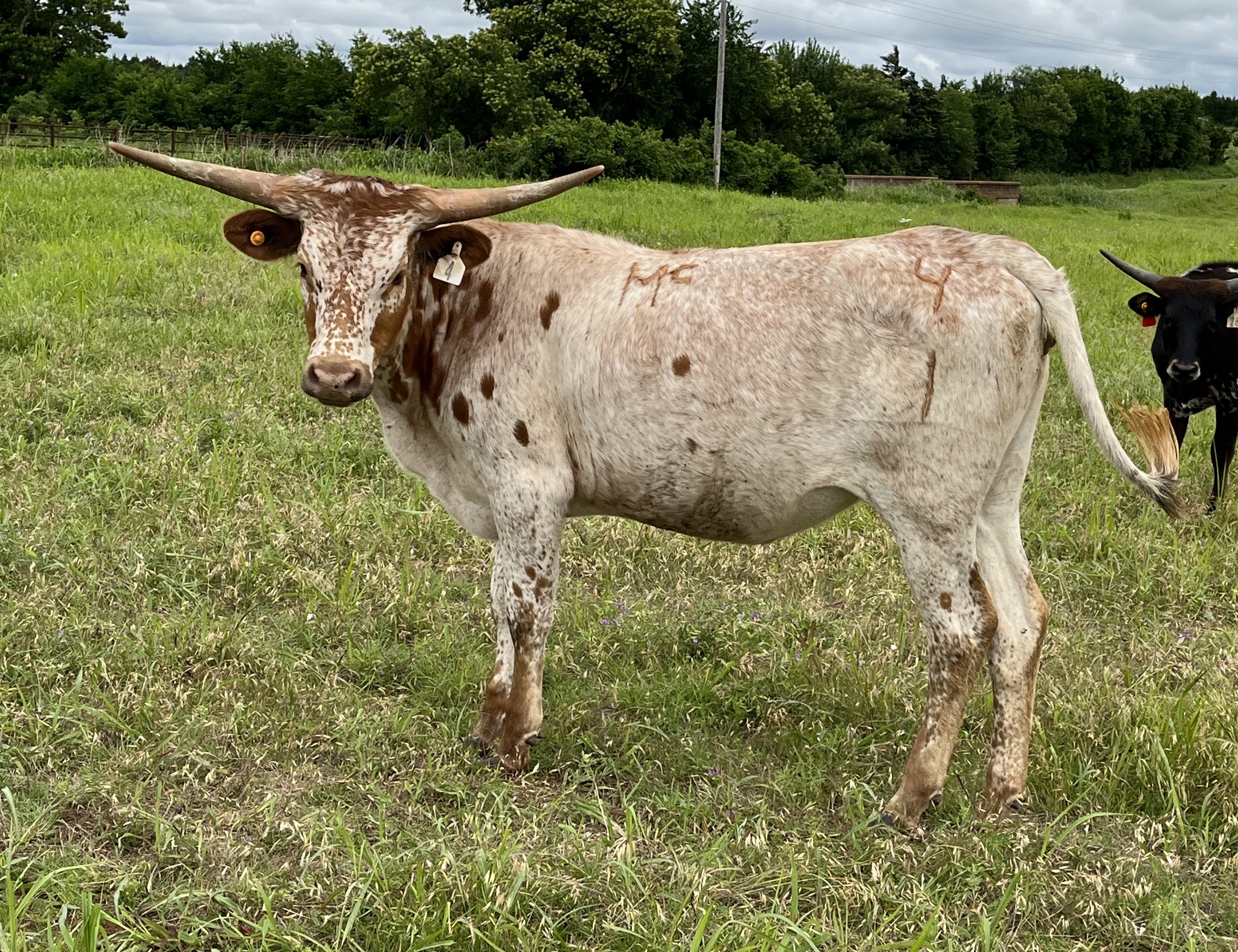 Cattle for Sale Oklahoma & Texas Longhorn Investments Semkin Longhorns